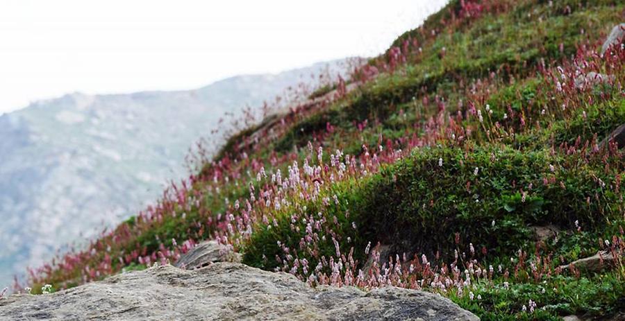 Flowers in Hunza Valley