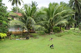 Panglao Island