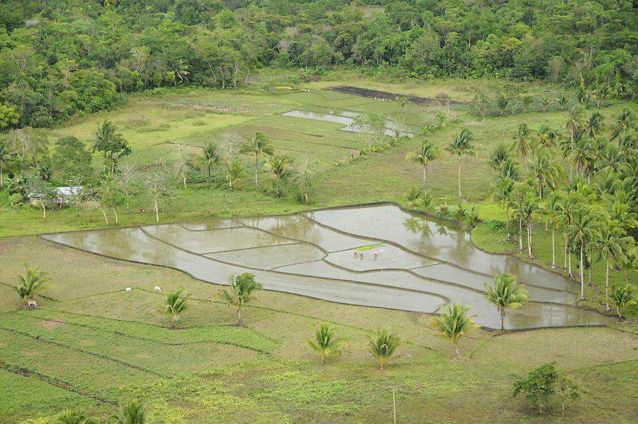 Rice fields near Batuan