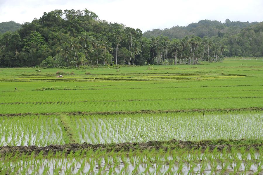 Rice fields near Batuan