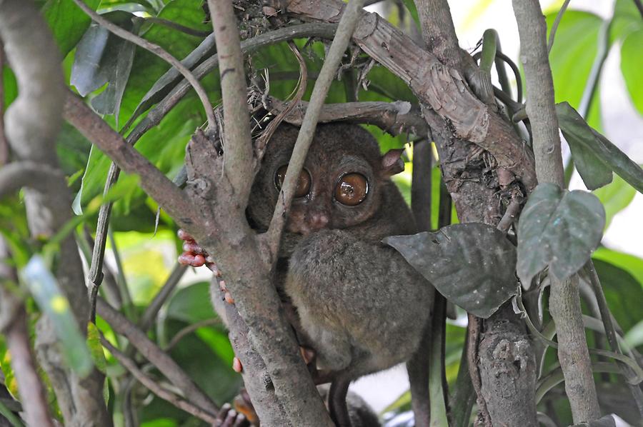 Tarsier