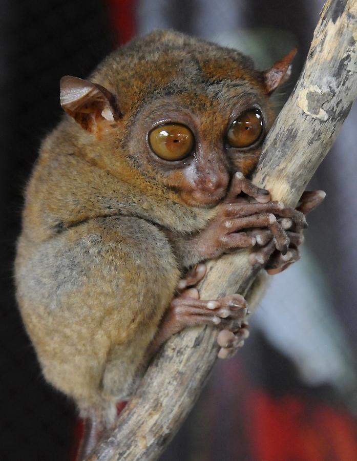 Tarsier