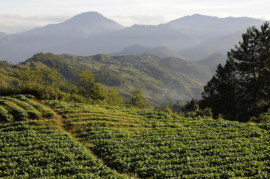 Terraces for growing vegetables near Sagada