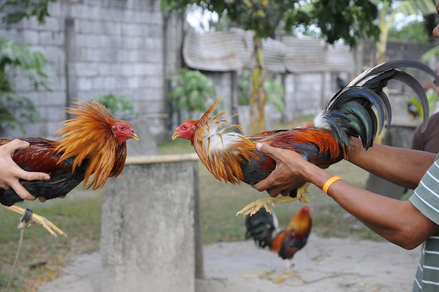 Cockfight demonstration