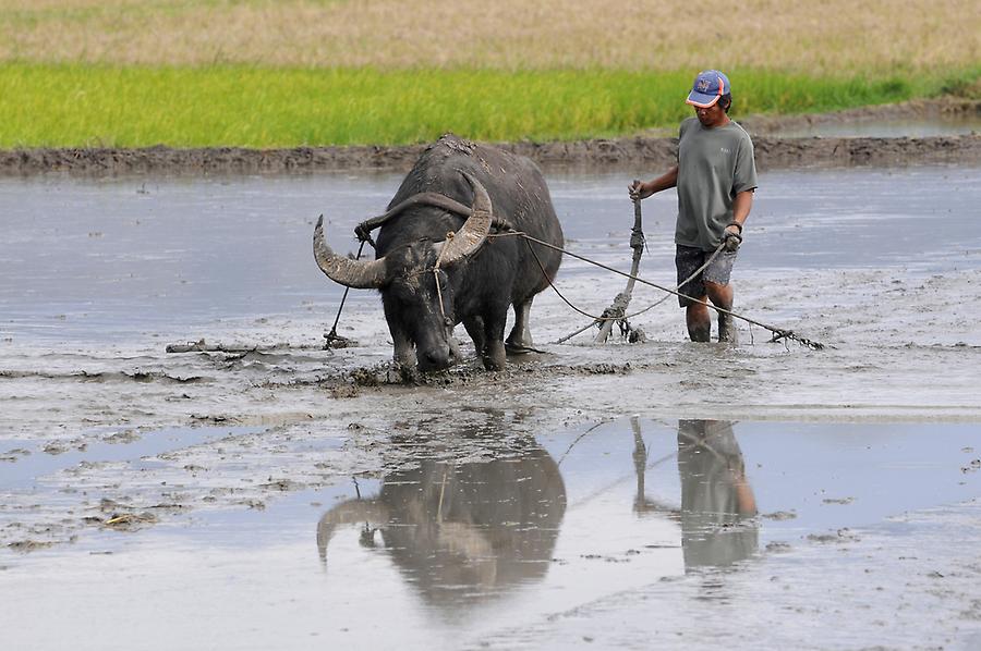 Rice grower