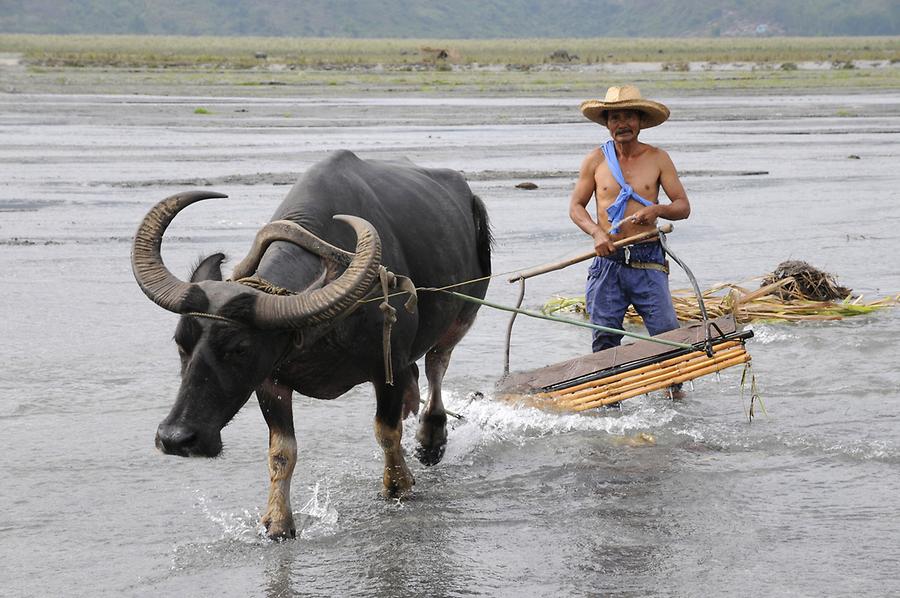 Water buffalo