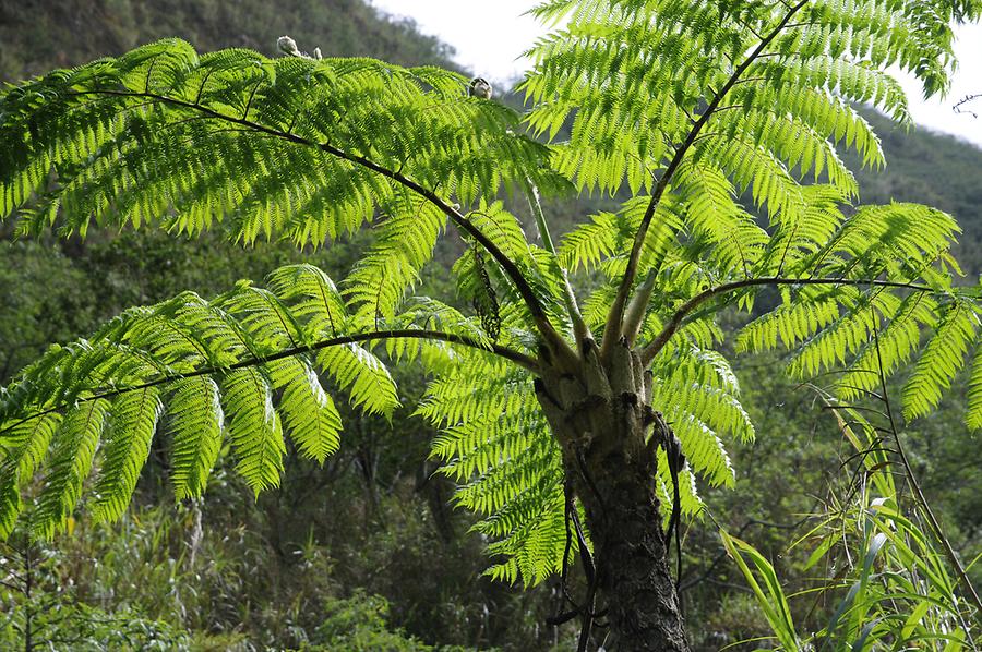 Tree fern