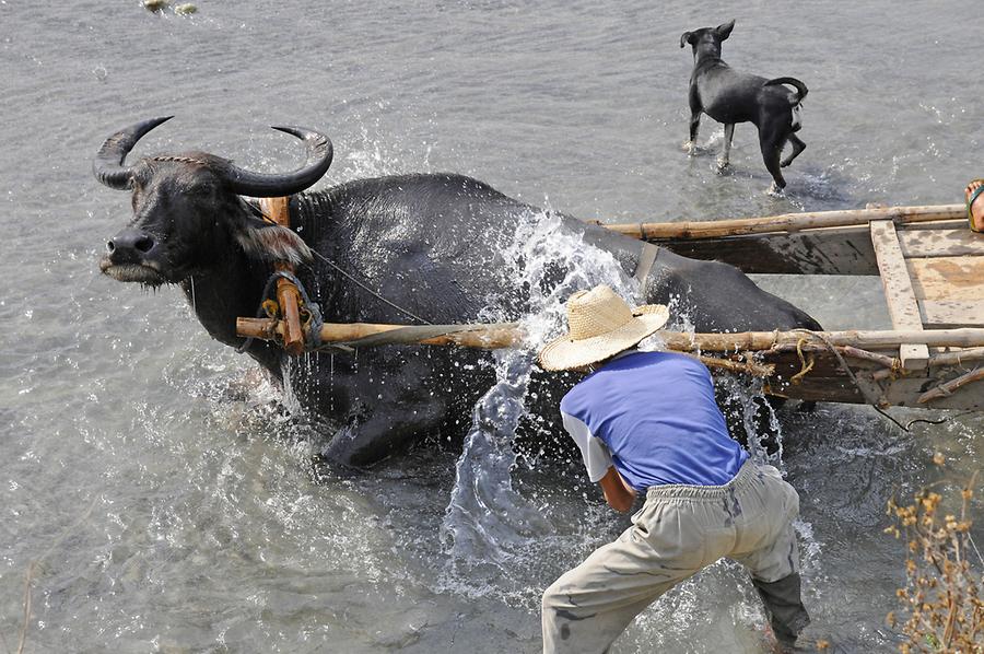 Water buffalo