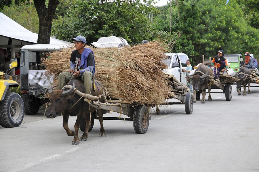 Water buffalo cart