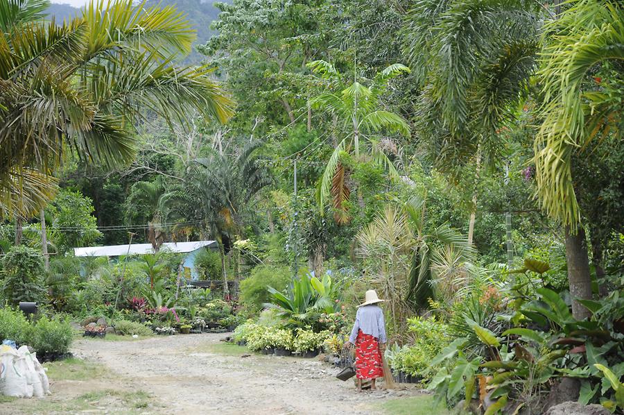 Primeval forest near Los Banos