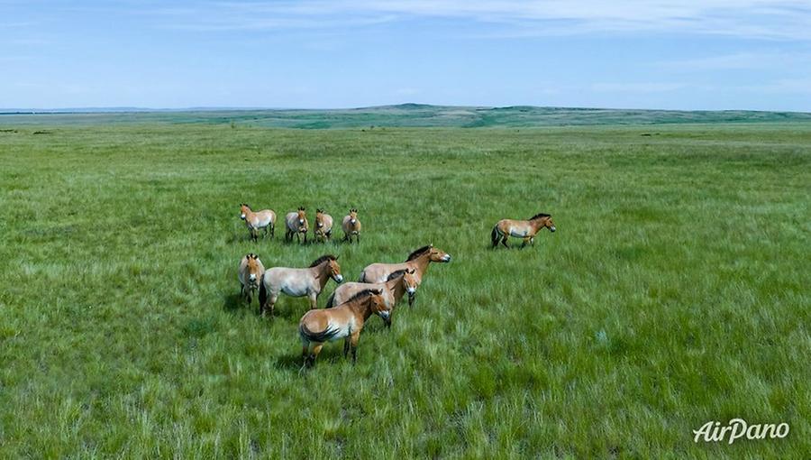 Orenburg Nature Reserve. Pre-Ural Steppe, © AirPano 