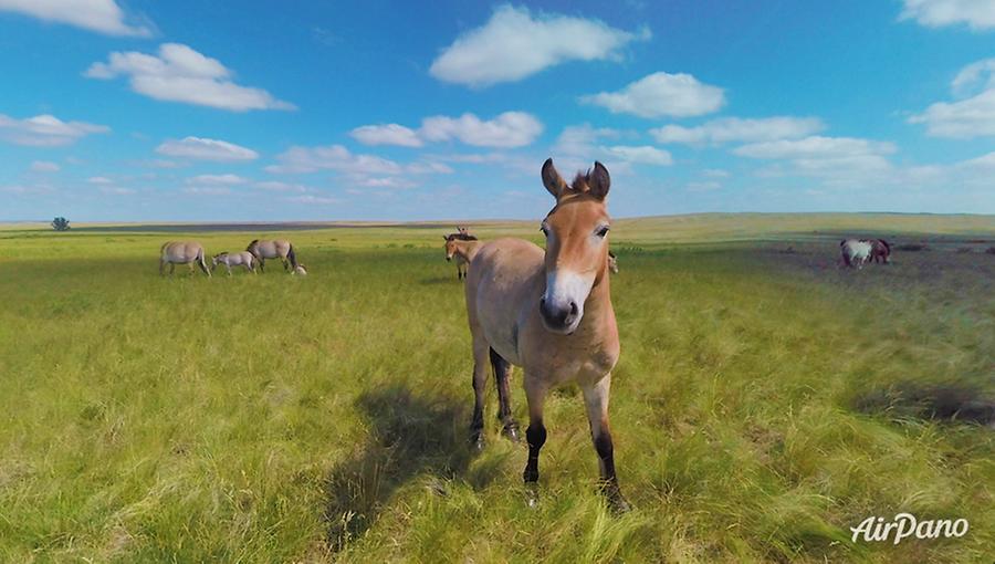 Orenburg Nature Reserve. Pre-Ural Steppe, © AirPano 