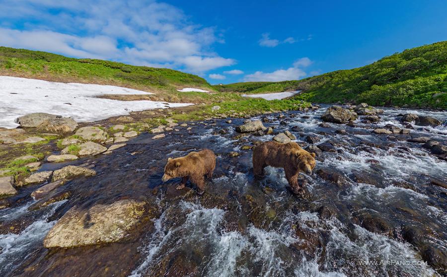 Bears in the Kambalnaya river