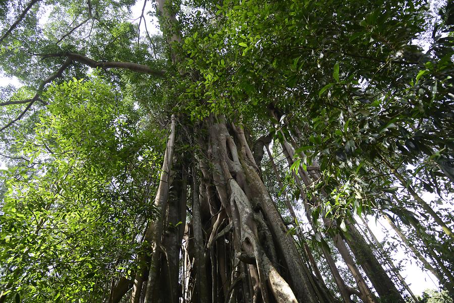 Botanical Garden- Strangler Fig