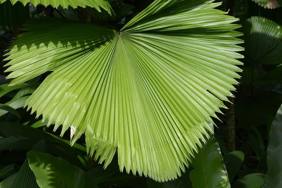 Botanical Garden - Exotic Leaf