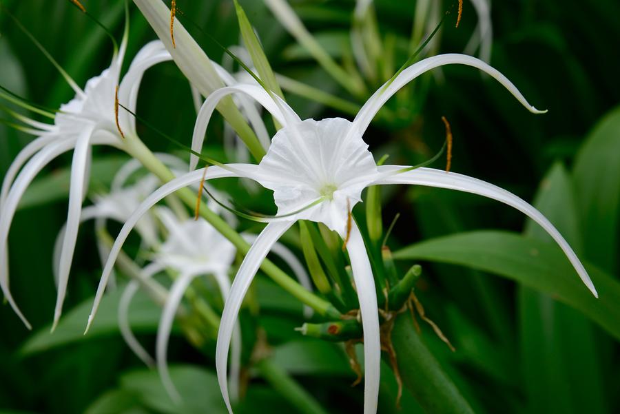 Botanical Garden - Flowering Plant