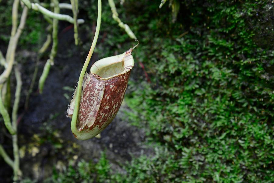 Botanical Garden - Flowering Plant