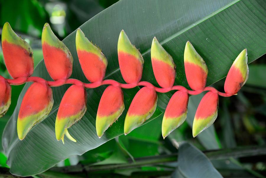 Botanical Garden - Flowering Plant