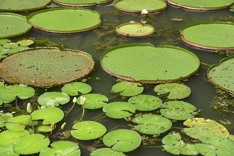 Botanical Garden - Queen Victoria's Water Lily