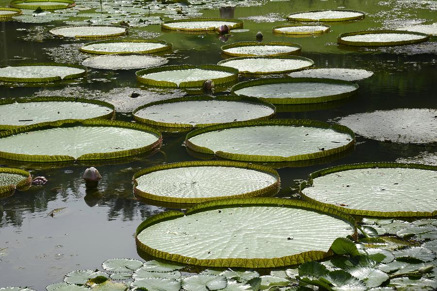 Botanical Garden - Queen Victoria's Water Lily