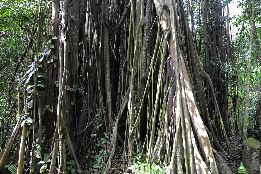 Botanical Garden - Strangler Fig