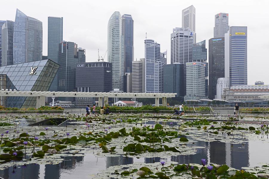 High-Rise Buildings and Lily Pond