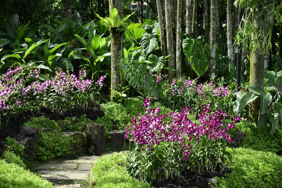 Orchid Garden