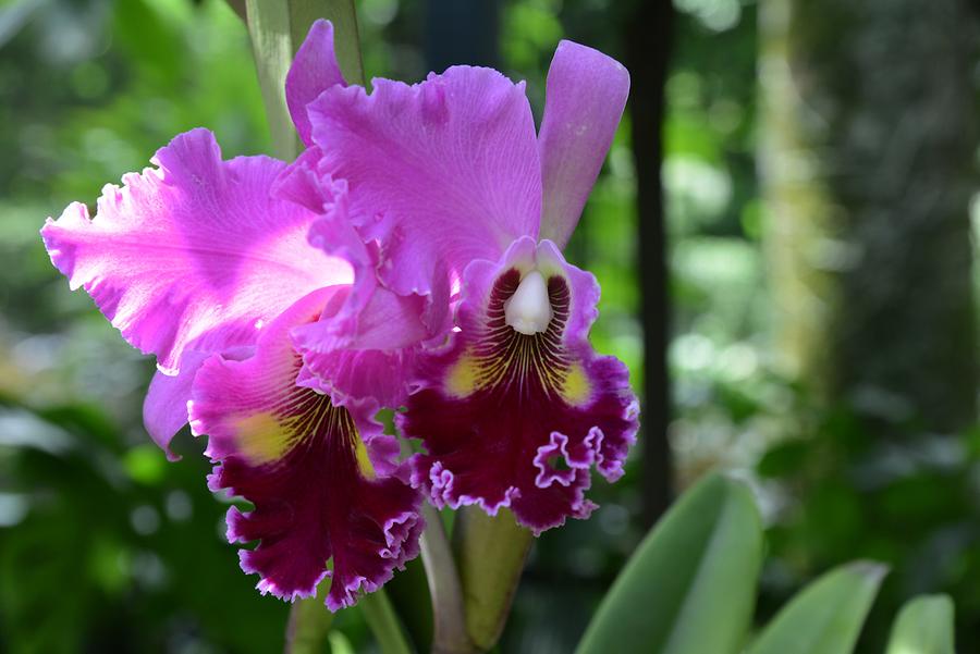 Orchid Garden