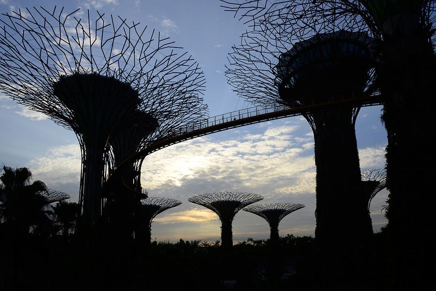 Gardens by the Bay - Supertrees