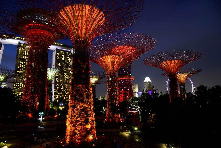 Illuminated Supertrees at Night