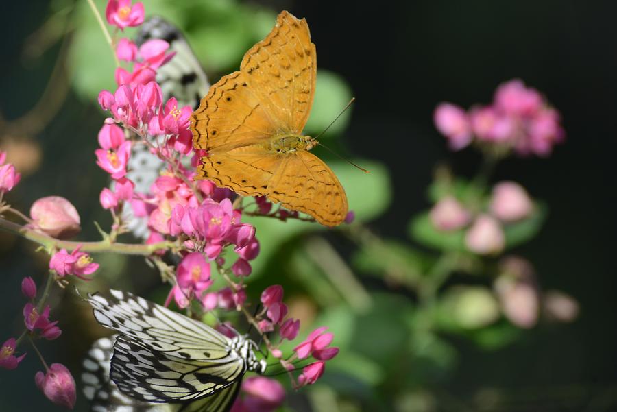 Butterfly Park