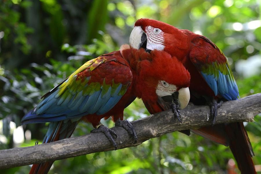 Parrots