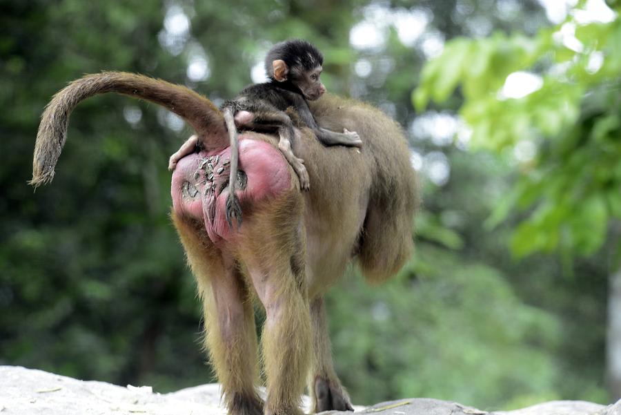 Singapore Zoo - Baboons