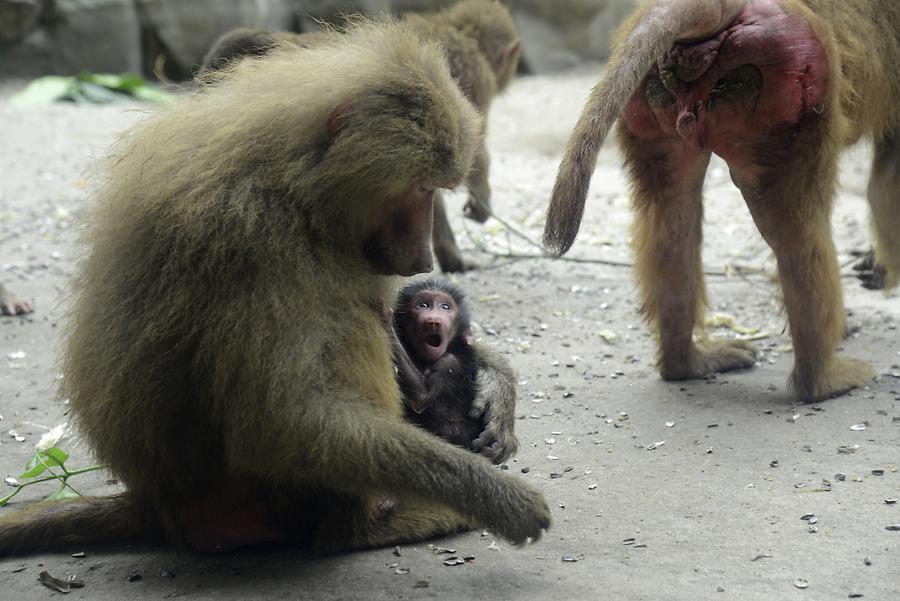 Singapore Zoo - Baboons