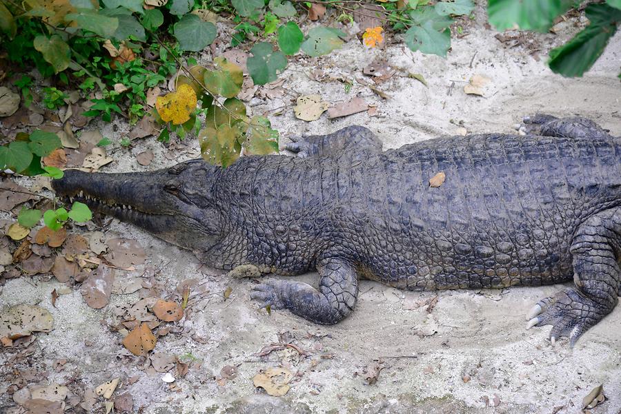 Singapore Zoo - Croc