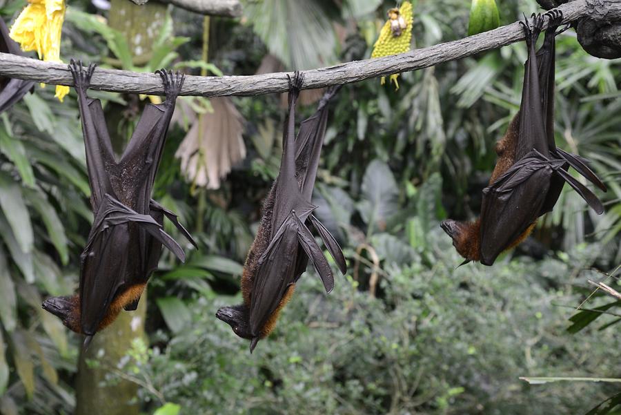 Singapore Zoo - Flying Foxes