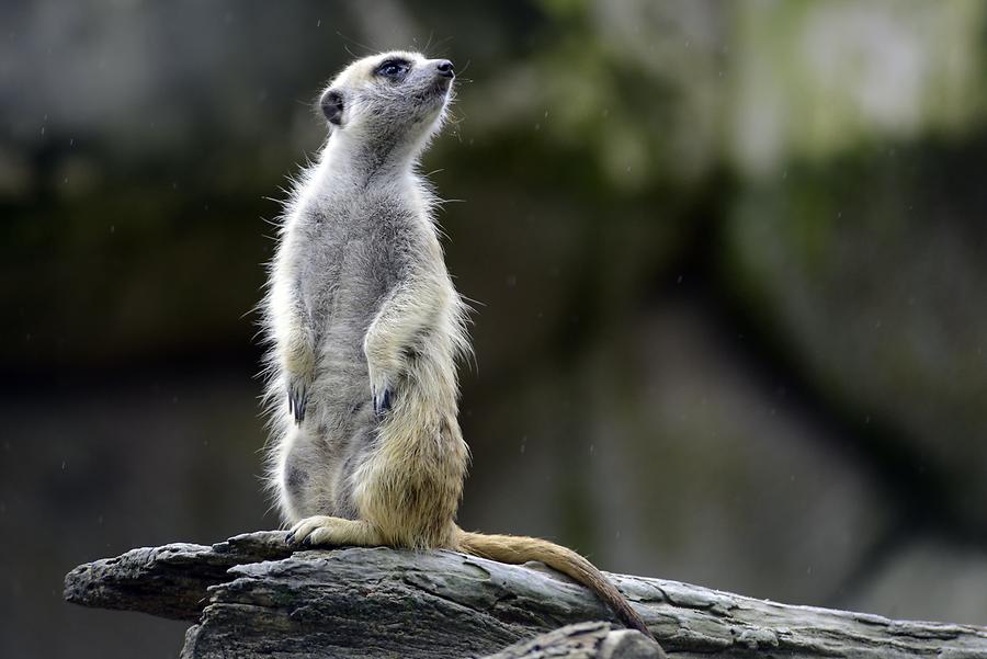 Singapore Zoo - Gopher