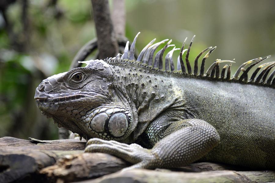 Singapore Zoo - Lizard