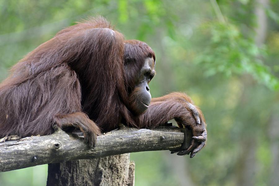 Singapore Zoo - Orangutan