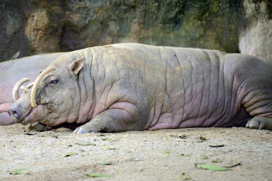 Singapore Zoo - Pig-Deer