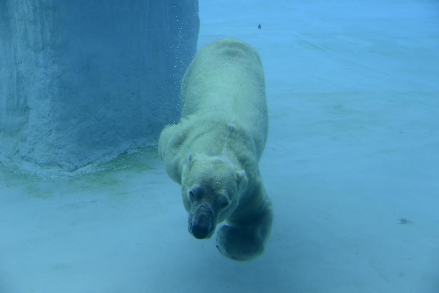 Singapore Zoo - Polar Beer