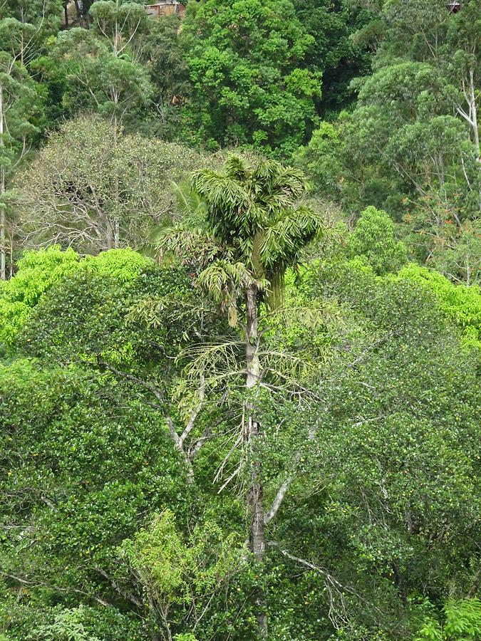 Ella - Tea Plantation