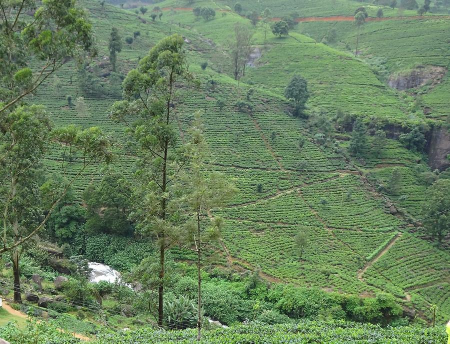 From Kandy to Nuwara Eliya - Tea Plantation