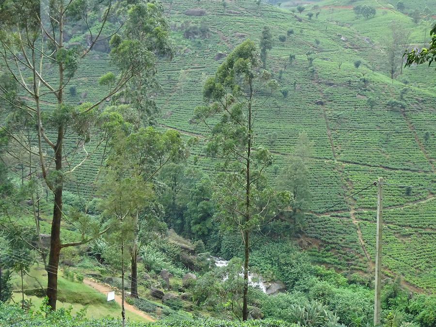 From Kandy to Nuwara Eliya