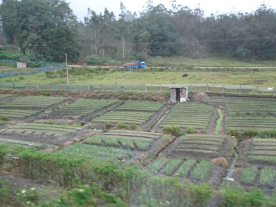 From Nuwara Eliya to Bandarawela