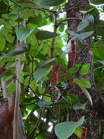 Near Matale - Herb Garden (2)