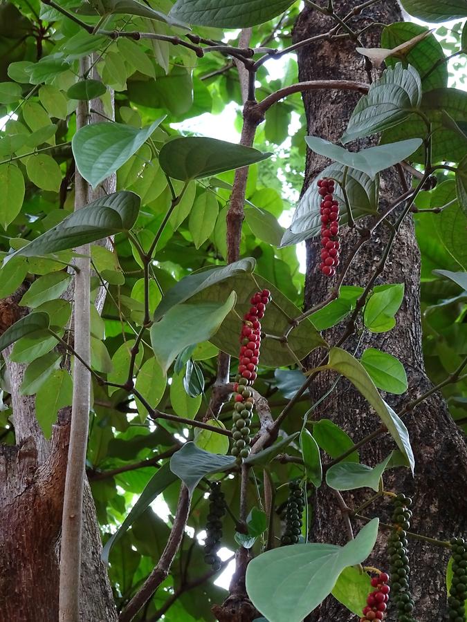 Near Matale - Herb Garden