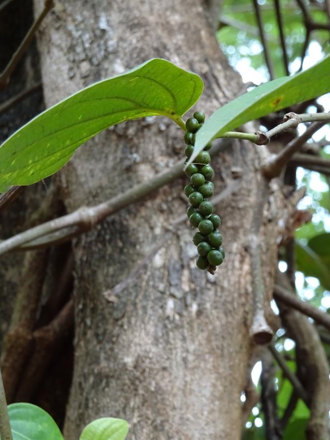 Near Matale - Herb Garden