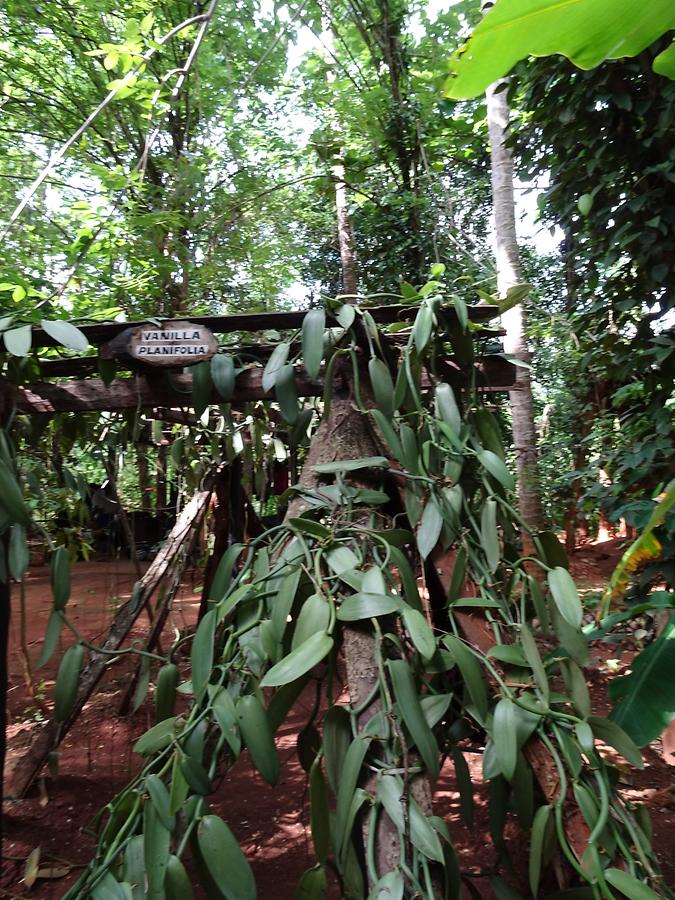 Near Matale - Herb Garden