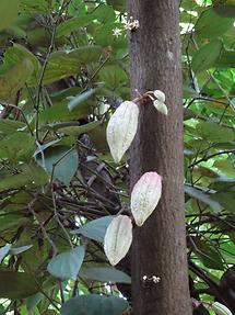 Near Matale - Herb Garden (5)